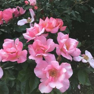 Meet your Posher, Nancy